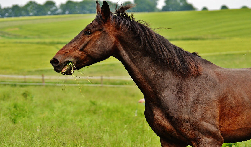 How Supplements Can Benefit Your Horse