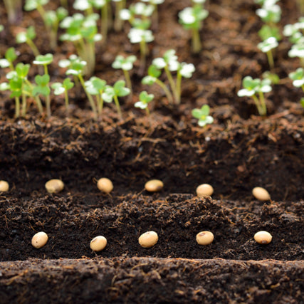 Agronomy SuppliesCrop seeds