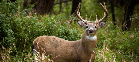 Large Whitetail Deer Buck in deep thicket head up looking directly at camera person