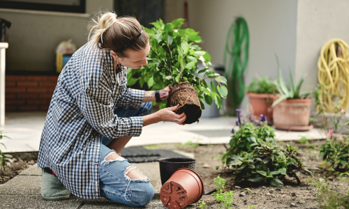 Woman taking plants out of pot