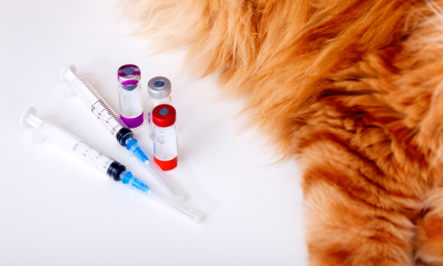 Animal vaccines