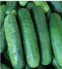 CUCUMBER POINSETT 76