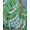 BUSH LIMA BEAN HENDERSON
