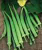 OKRA DWARF STALK LONG GREEN