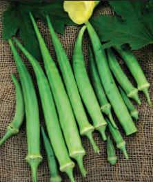 OKRA DWARF STALK LONG GREEN