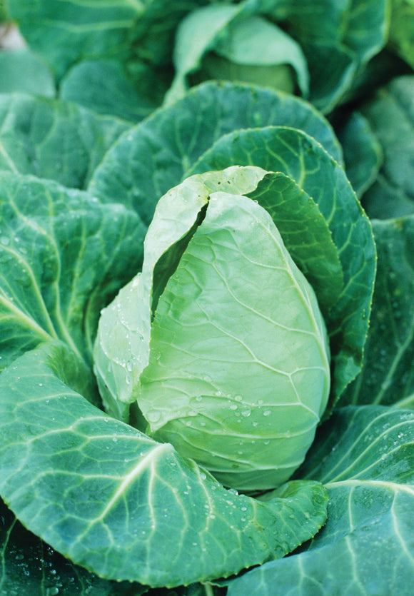 CABBAGE EARLY JERSEY WAKEFIELD (1/2 OZ (EACH))