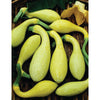 SQUASH GOLDEN SUMMER CROOKNECK