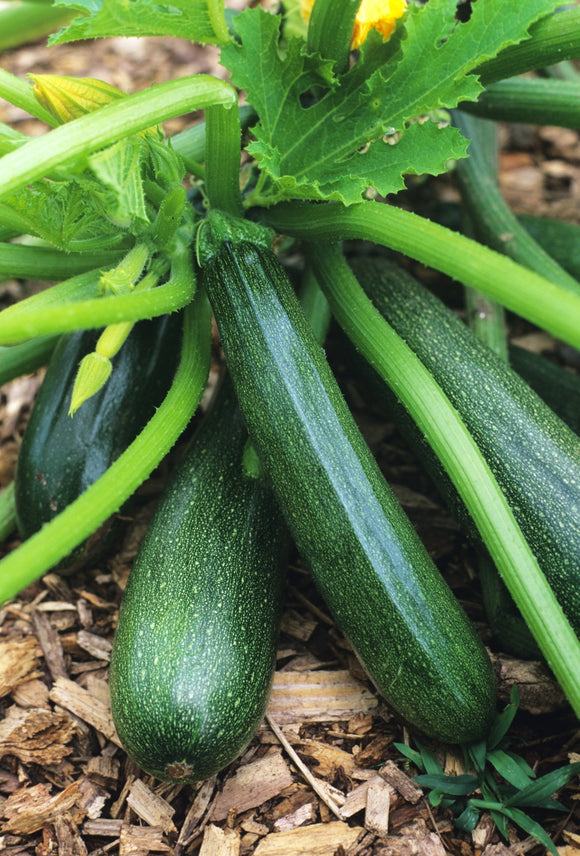 SQUASH BLACK BEAUTY ZUCCHINI (1/2 oz)