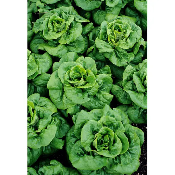 Southern States Seed Division Buttercrunch Lettuce 1/2 oz (1/2 oz)