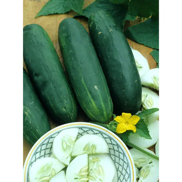 Southern States Seed Division  Straight Eight Cucumber 1/2 oz (1/2 oz)